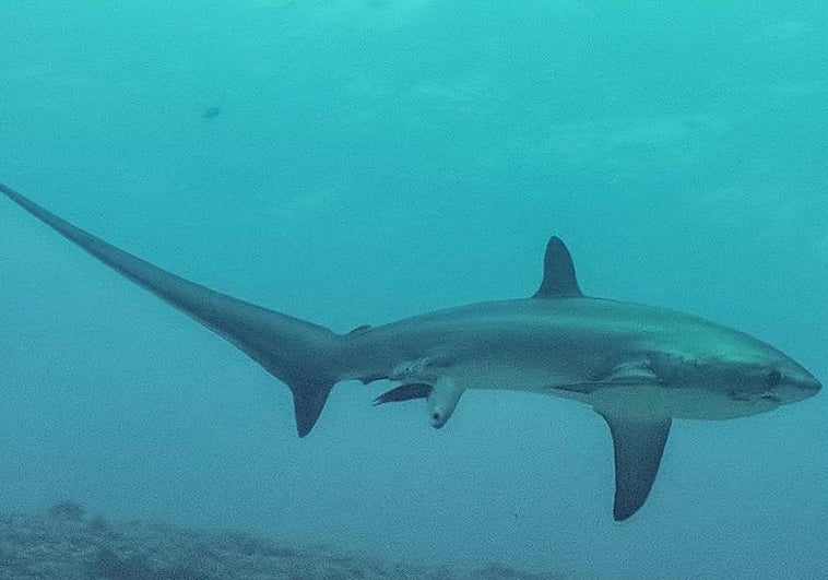 Científicos y pescadores se alían en Canarias para seguir el rastro del tiburón zorro: «Será una aventura»