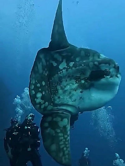 El gigante silencioso del océano, el pez luna, aparece en La Restinga