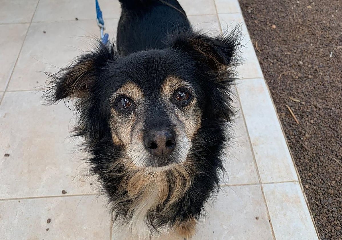 Mother’s Four Puppies in Corralejo Seek New Owner