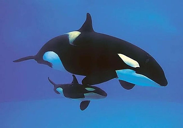 Marineland quiere trasladar sus dos orcas al Loro Parque de Tenerife antes del verano