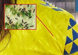 Trips posados sobre las camisetas de los aficionados de la UD Las Palmas.