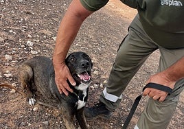 Uno de los perros acogidos en el albergue municipal de animales de La Oliva, que gestiona Gesplan.