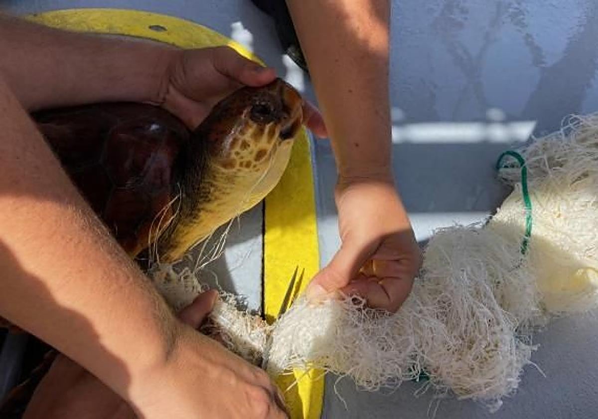 La Aldea, Mogán y San Bartolomé de Tirajana, zonas de acumulación de basuras marinas según un estudio de la ULPGC