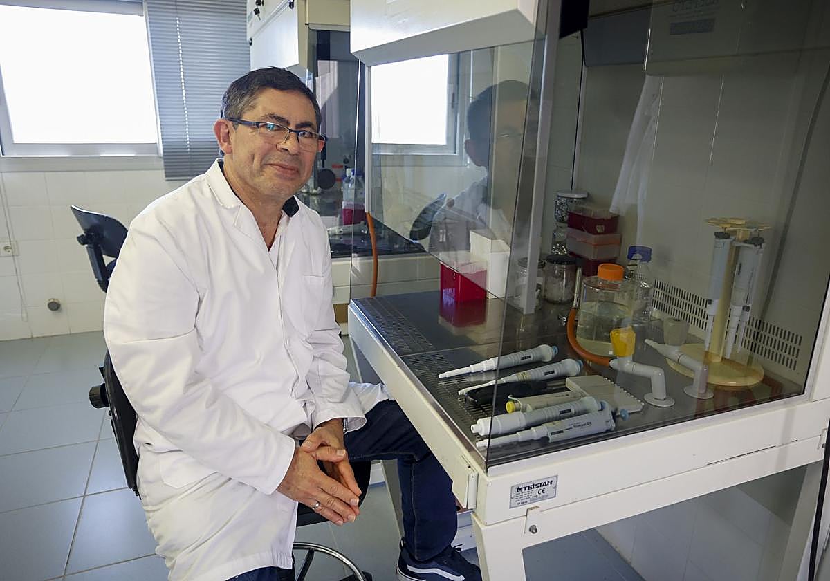Canarias está libre del virus shamonda pero tiene tiene mosquitos que lo transmiten