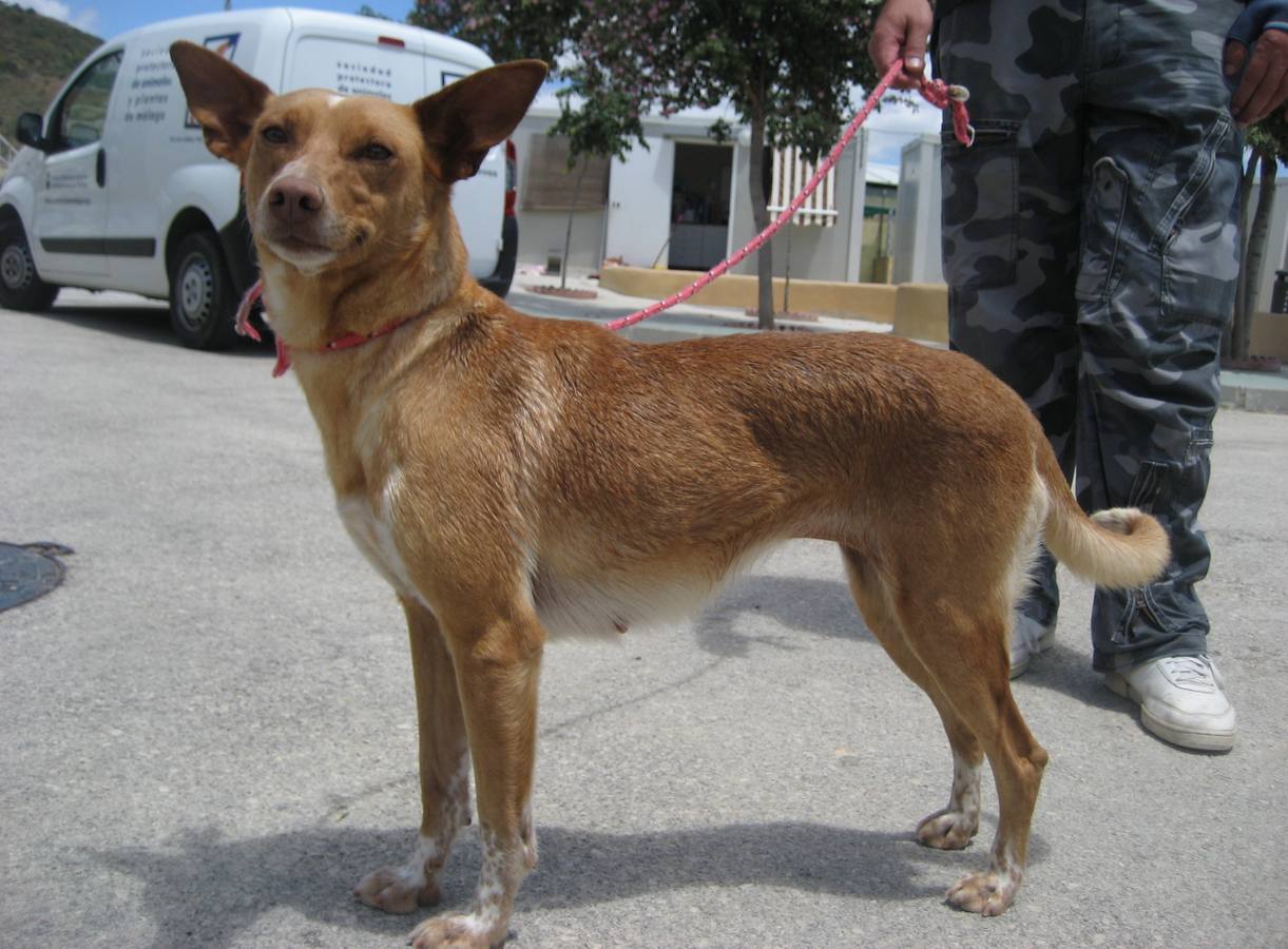 Desi - #adoptaMLG. Mestiza. Tamaño mediano. Hembra. 4 años. Desi es una perrita muy dulce y cariñosa. Solo quiere estar a tu lado.