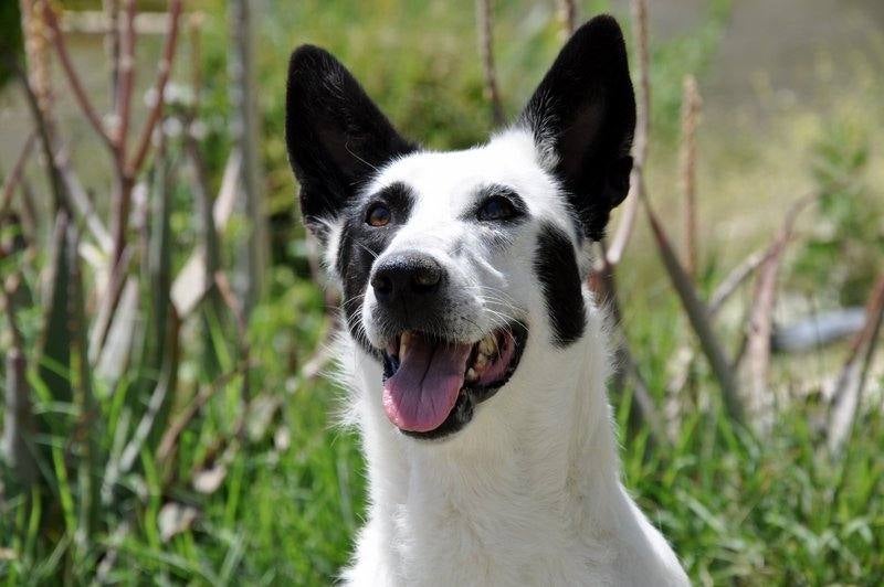 Mancha - #adoptaMLG. Mestiza. Hembra de 1 año y medio. Tamaño medio. Castrada. Al principio era arisca y se quedaba en un rincón, hoy día es cariñosa y busca tu caricia.