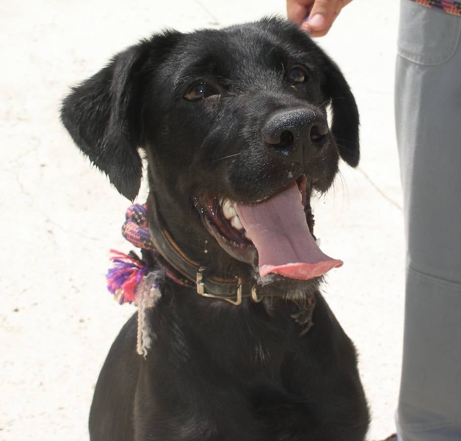 Simba - #adoptaMLG. Mestizo de labrador. Macho de 9 meses. Castrado. Un cachorrón perfecto para deportistas. Lo encontraron atrapado en el barro de un pantano.