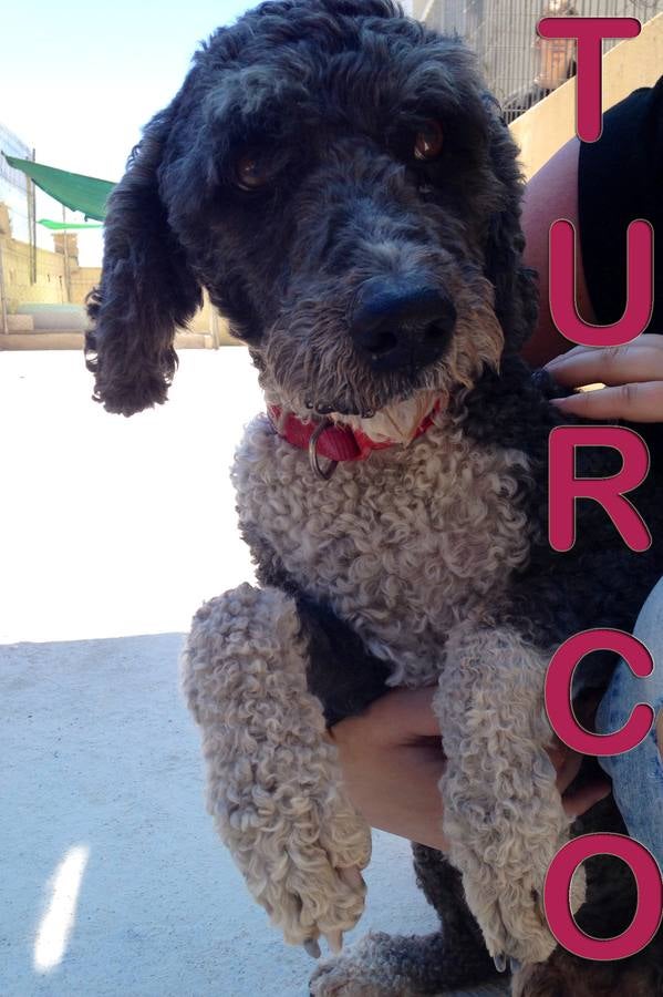 Turco - #adoptaMLG. Macho. Perro de agua. 20 kilos y 12 años. Su familia lo dejó en la protectora porque no podían seguir cuidando de él. Es un perro guapo, inteligente, activo.