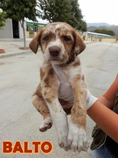 Balto - #adoptaMLG. Edad: 2 meses. Sexo: Macho. Raza: Pastor Australiano Mix. Tamaño: Mediano de Mayor. Castrado: No. Es un cachorro sumiso y juguetón.