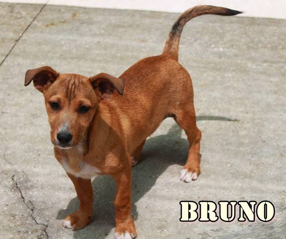 Bruno - #adoptaMLG. Sexo: Macho. Edad: 4 meses. Raza: Mestizo. Tamaño: Pequeño de mayor. Castrado: No. Cachorro juguetón que convive perfectamente con otros perros