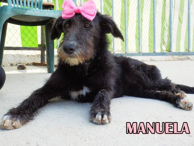 Manuela - #adoptaMLG. Sexo: Hembra. Edad: 5 meses. Raza: Mix Schnauzer. Tamaño: Mediano - Grande de mayor. Castrada: No. Cachorra que irradia amor por todos lados. Es dulce, cariñosa, sumisa y muy buena. ¡Es una peluchona!