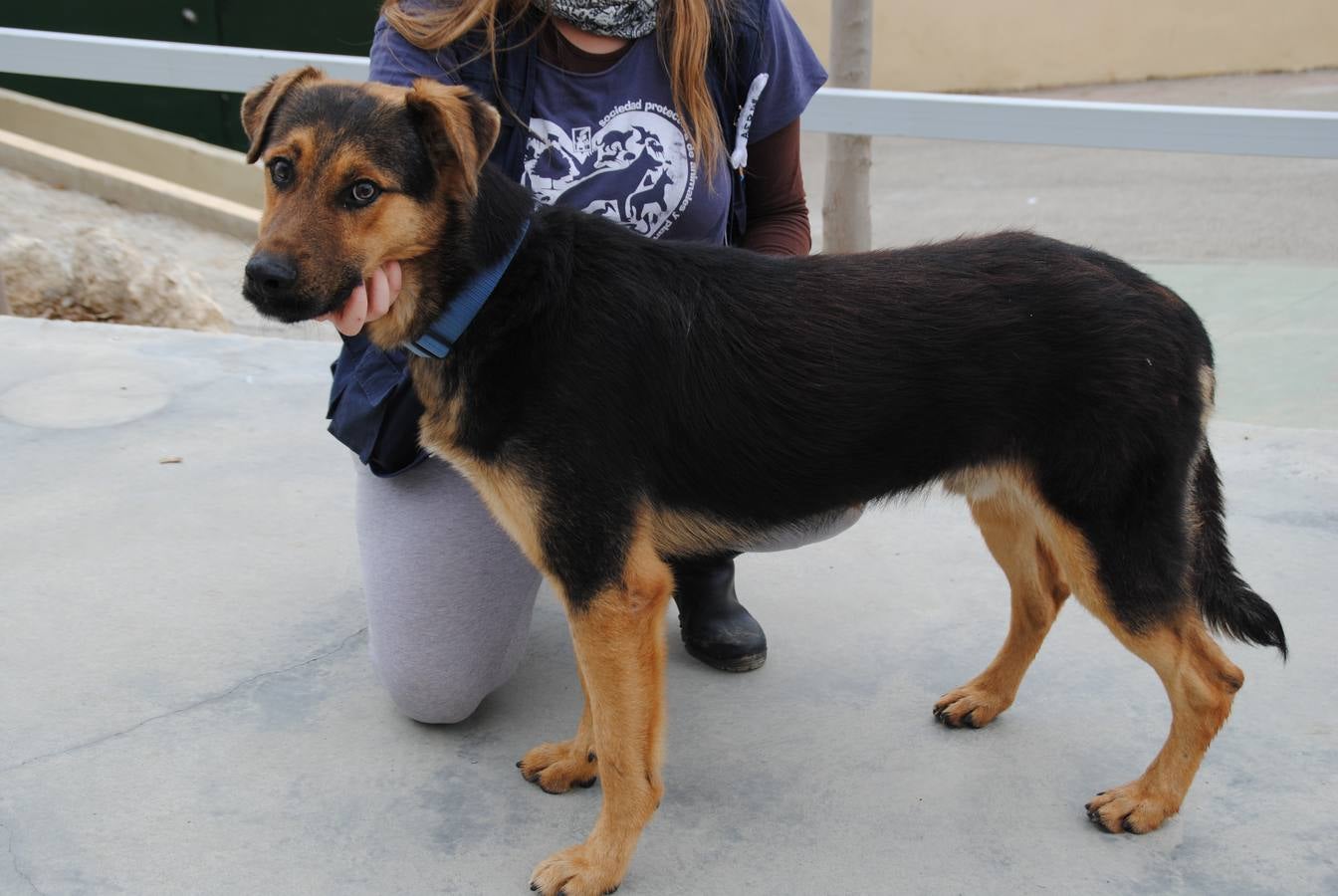 Arturo. #AdoptaMLG. Macho de pastor aleman de 2 años aprox. Tiene un carácter extraordinario, cariñoso, noble, obediente. debido a las secuelas del moquillo tiene que tomar corticoides