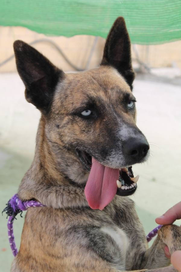 Celeste. #AdoptaMLG. Hembra de 3 años aprox, tamaño medio. Fue encontrada vagando por la autovía