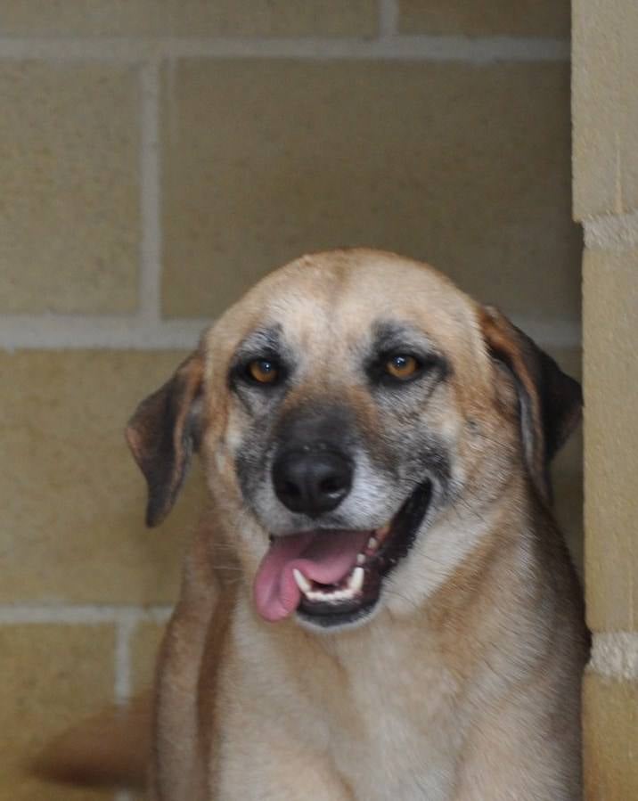 Maltés. #AdoptaMLG. Mestizo de labrador, 4 años. Noble, no tiene problemas con otros perros ni con gatos