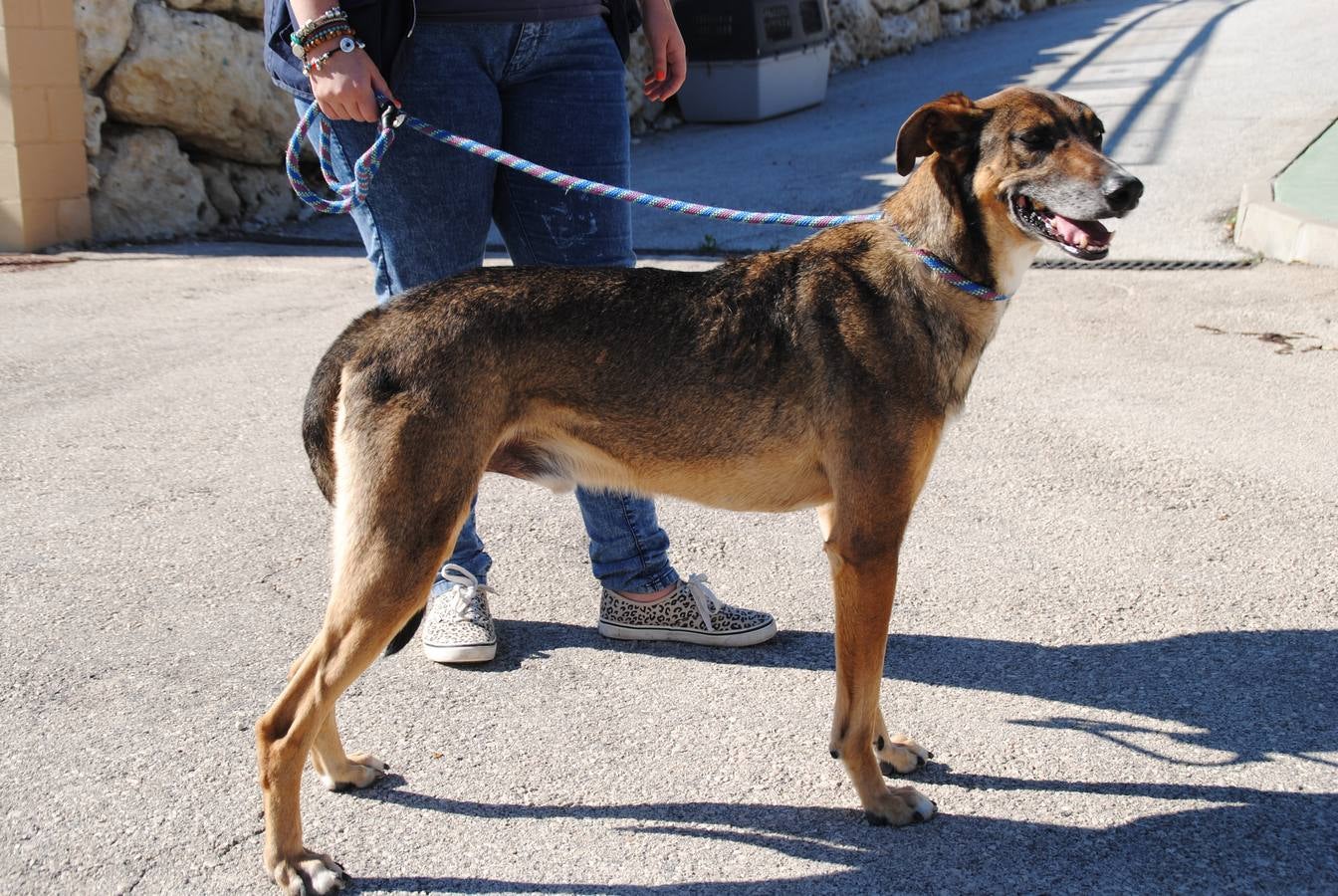 Robbie. #AdoptaMLG. Mestizo de galgo de 4 años. No se cansa de que lo acaricien, un gran compañero de juegos de los niños