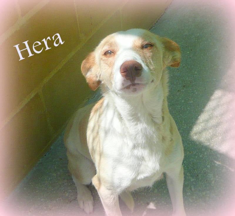 Hera. #AdoptaMLG. Podenca de un año aprox. Es muy cariñosa y noble