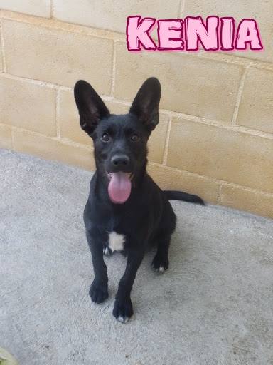 Kenia. #AdoptaMLG. Hembra. 5 meses. Mestiza. Es una perra independiente, con buen carácter, convive perfectamente con otros perros.