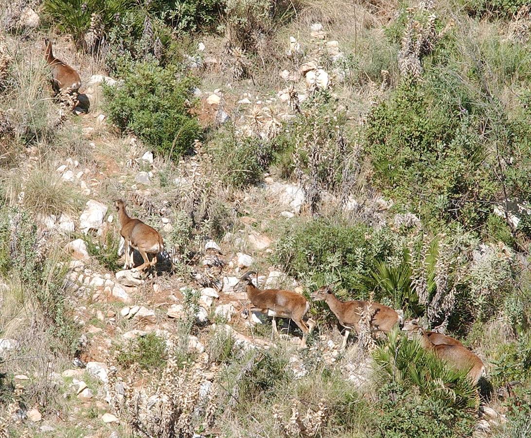La Sierra de las Nieves, espectacular también en verano