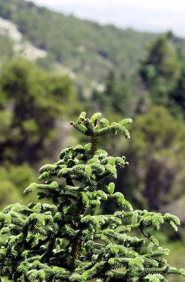 La Sierra de las Nieves, espectacular también en verano