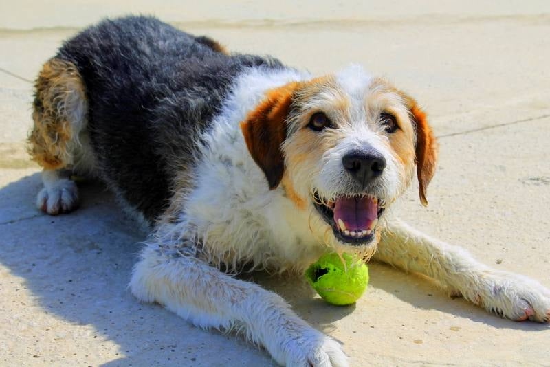 Robin. #adoptaMLG. Macho de unos 6 años, muy activo y al que le encanta jugar con la pelota