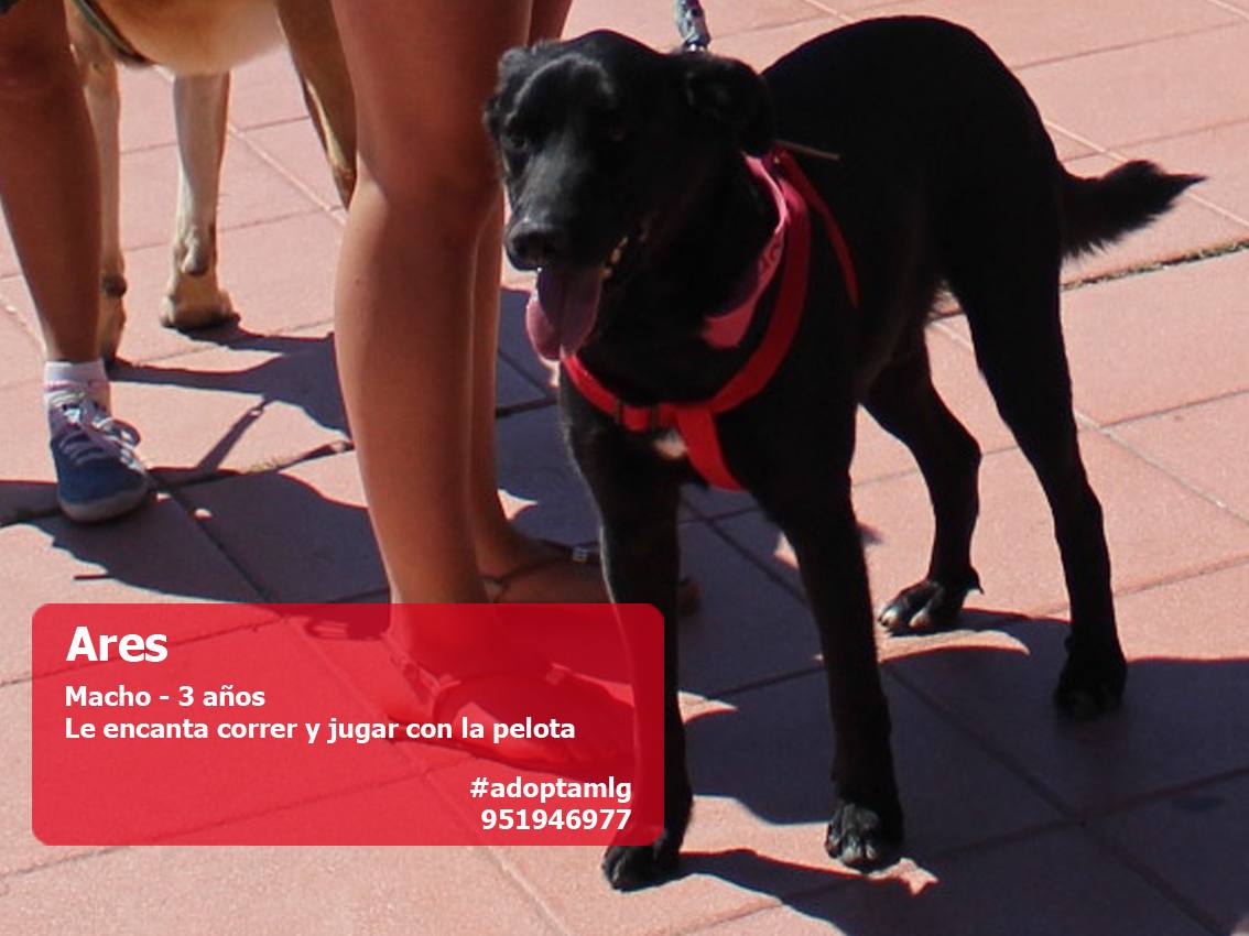 Perros y gatos buscan casa. #AdoptaMLG