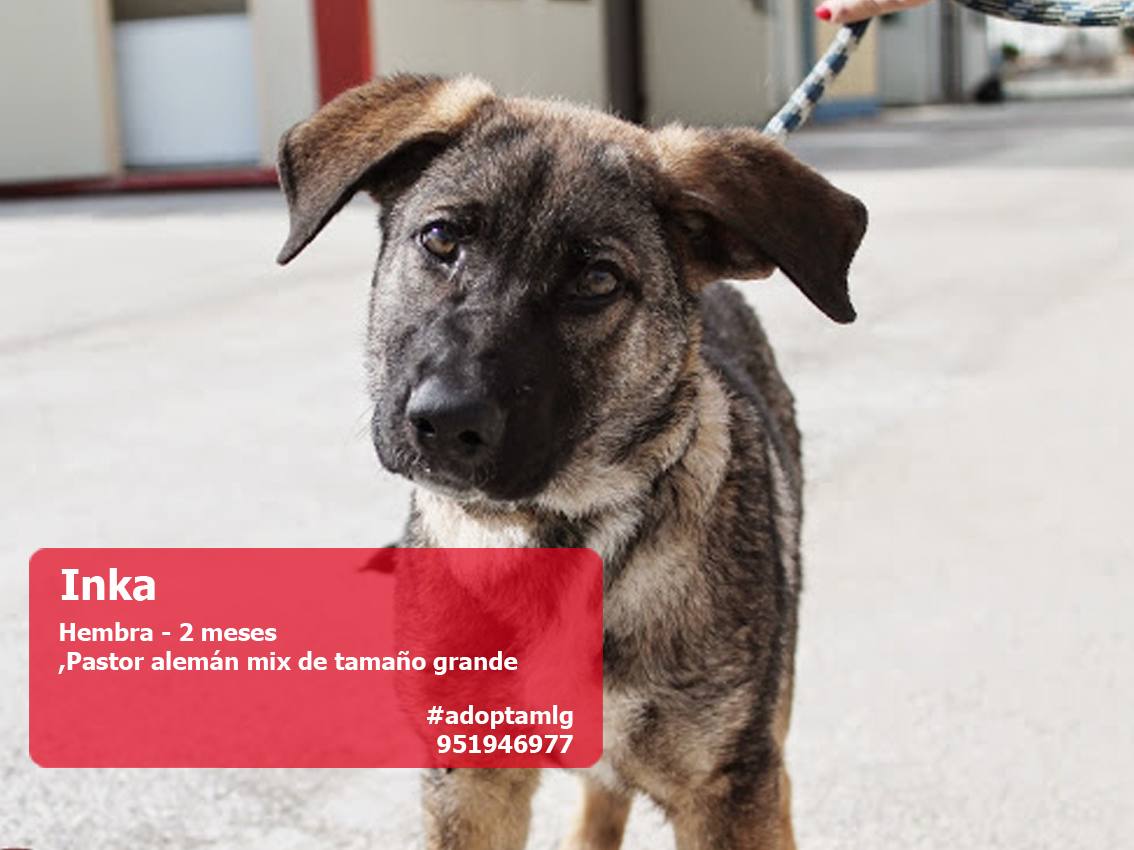 Perros y gatos buscan casa. #AdoptaMLG