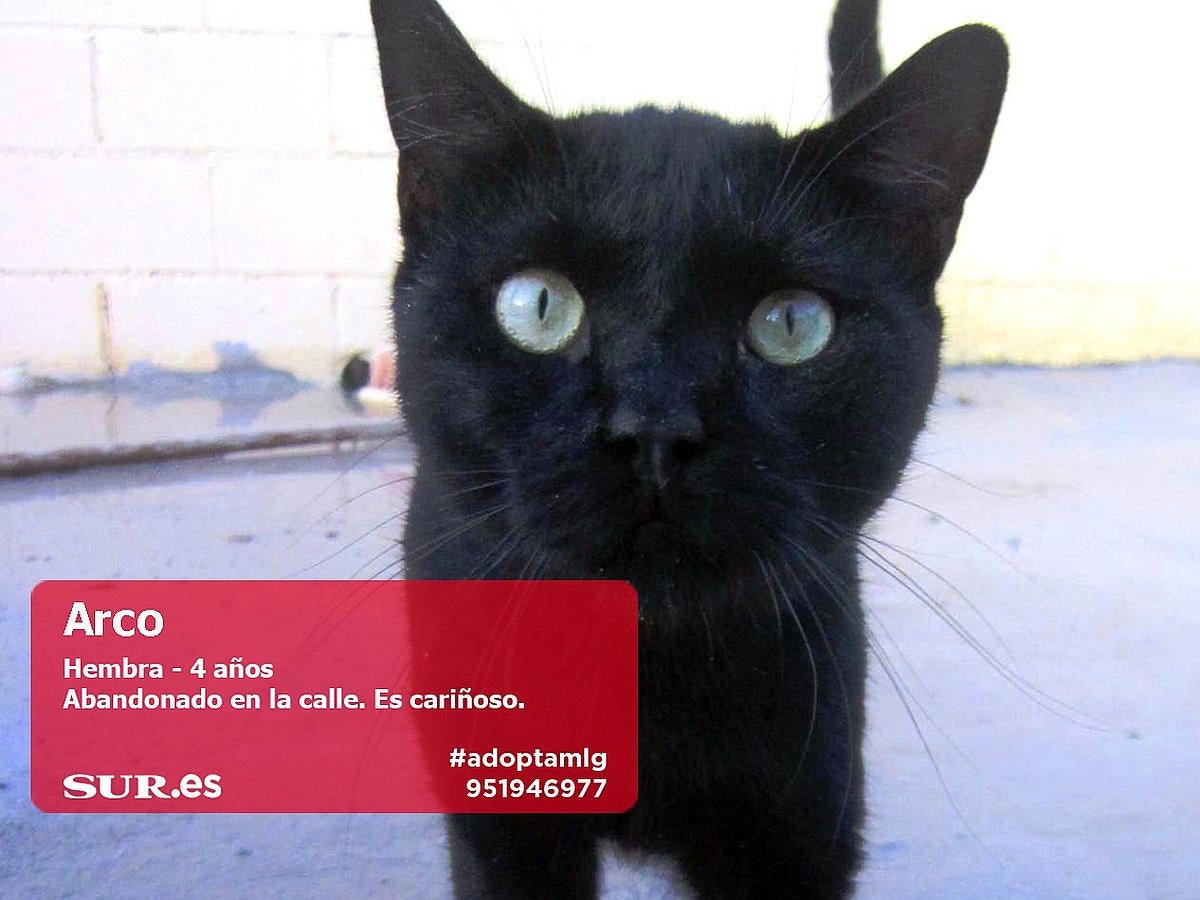 Perros y gatos buscan casa en Málaga. #AdoptaMLG