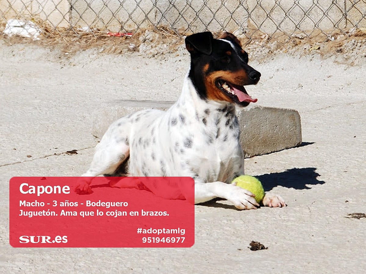 Perros y gatos buscan casa en Málaga. #AdoptaMLG