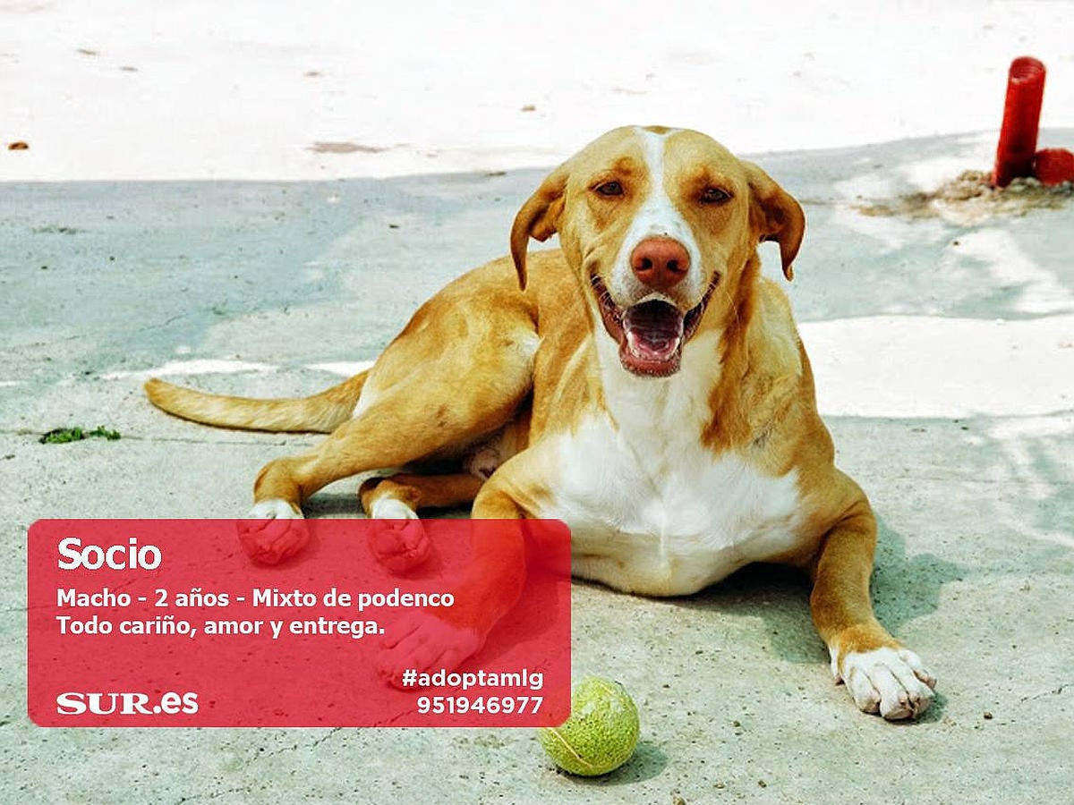 Perros y gatos buscan casa en Málaga. #AdoptaMLG