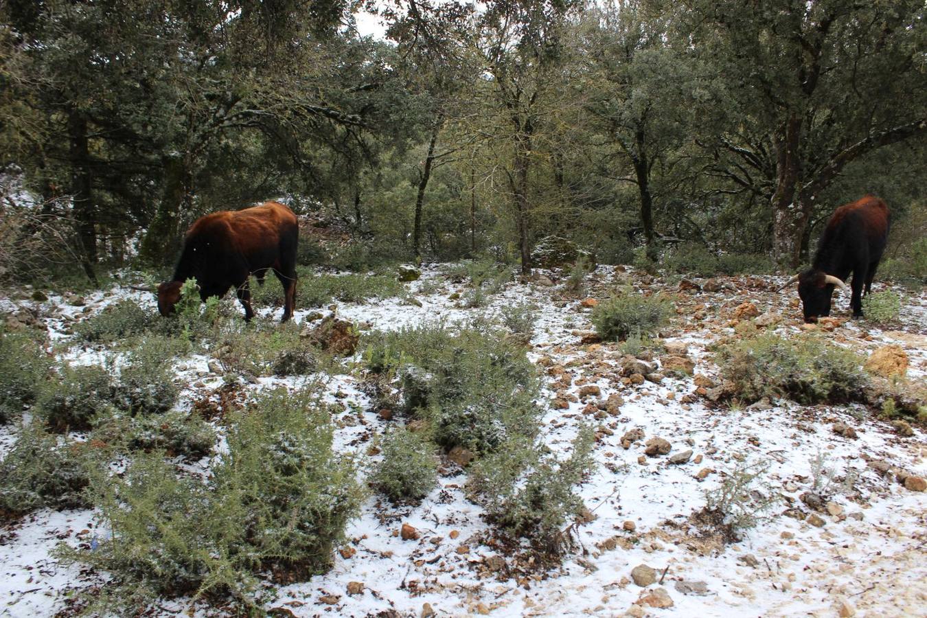Nieva en distintos puntos de la Serranía de Ronda