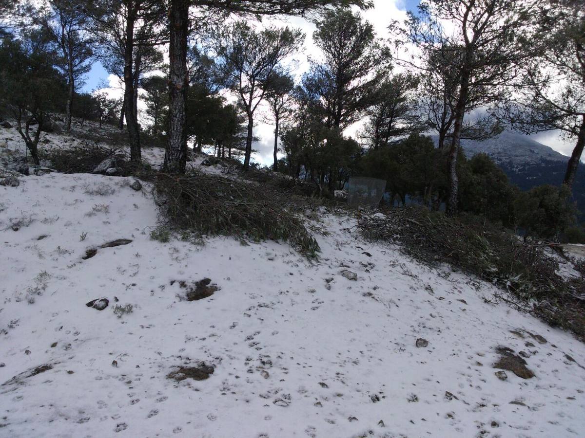 Nieva en distintos puntos de la Serranía de Ronda
