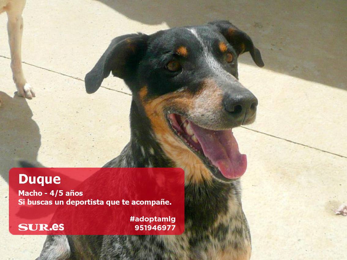 Perros buscan casa. #AdoptaMLG