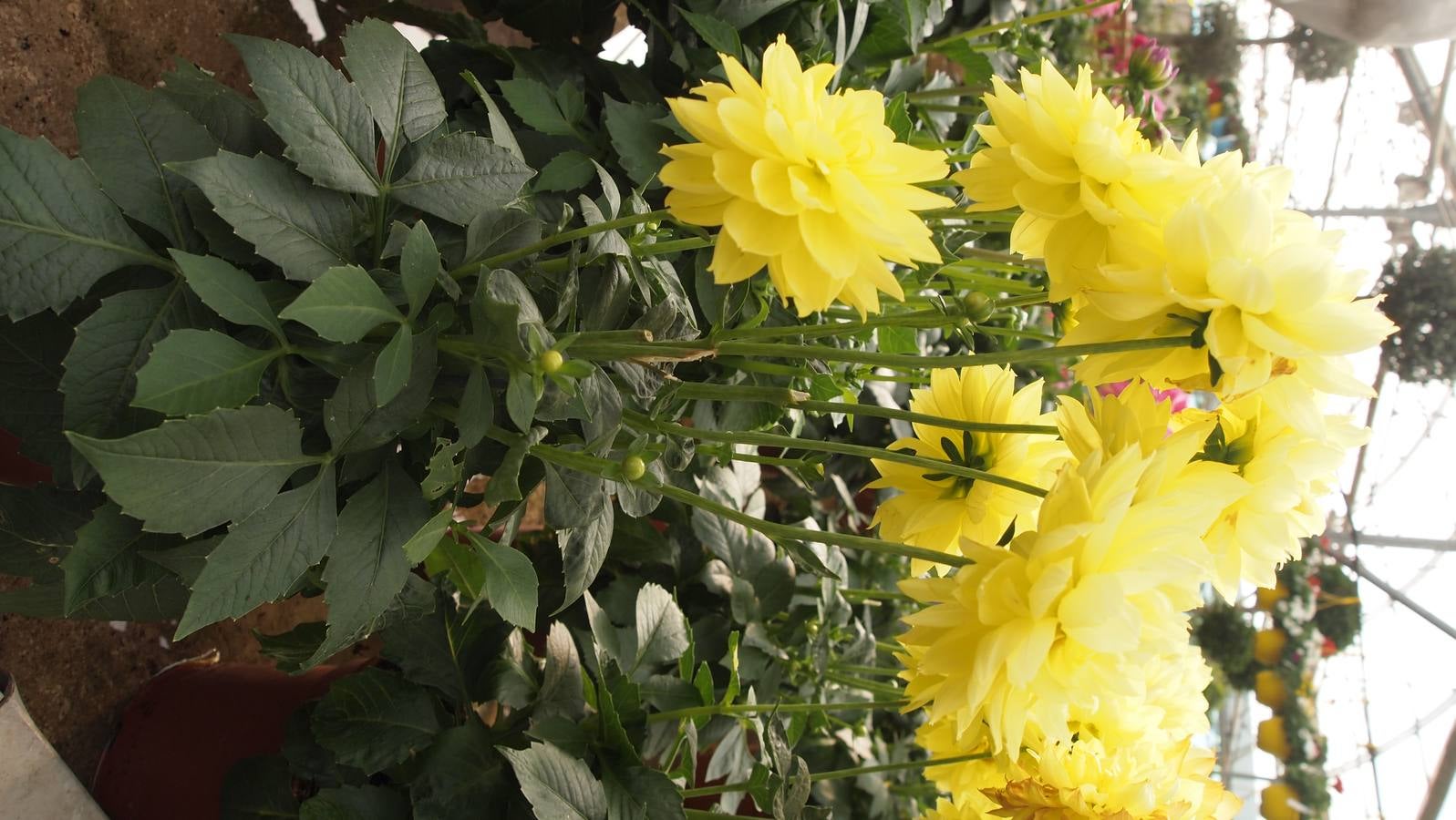 Comienza la época de plantación de bulbos