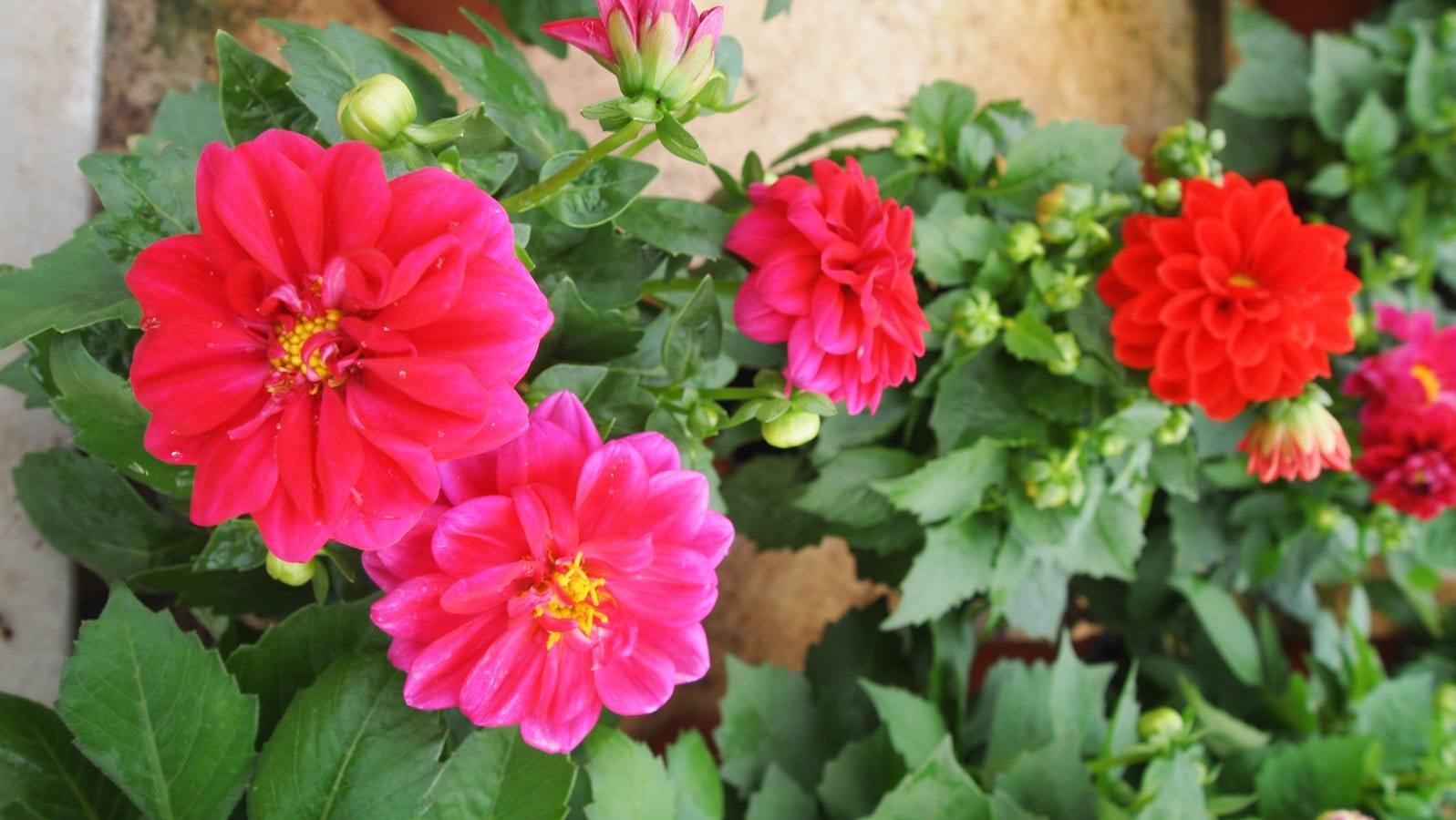 Comienza la época de plantación de bulbos