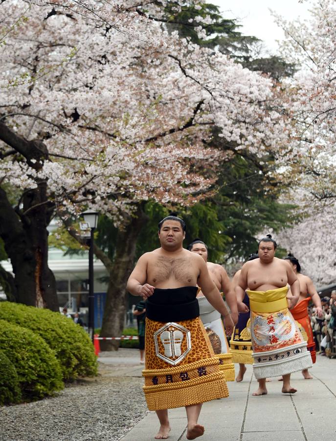 Luchadores de sumo participan en una exhibición anual en el santuario Yasukuni de Tokio