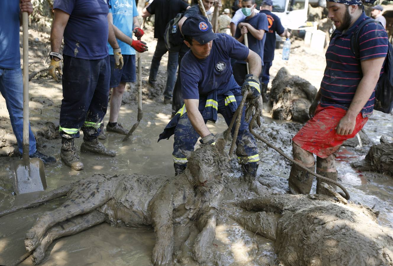 Todo vuelve a la normalidad en el zoo de Georgia, tras las inundaciones