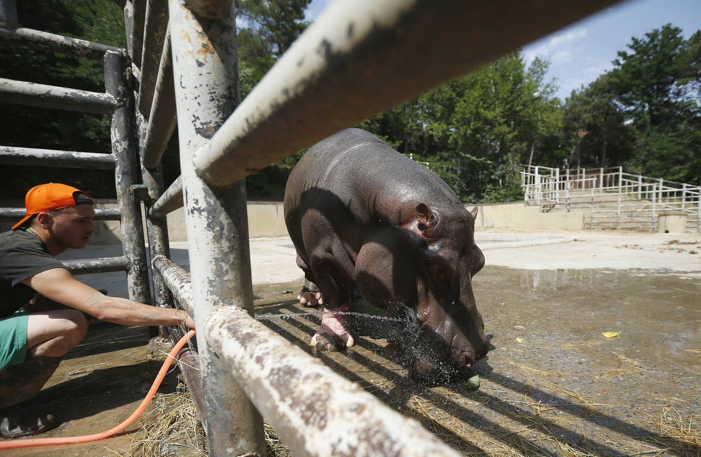 Todo vuelve a la normalidad en el zoo de Georgia, tras las inundaciones