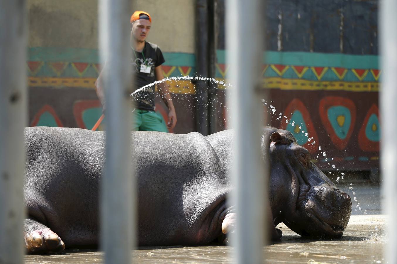Todo vuelve a la normalidad en el zoo de Georgia, tras las inundaciones