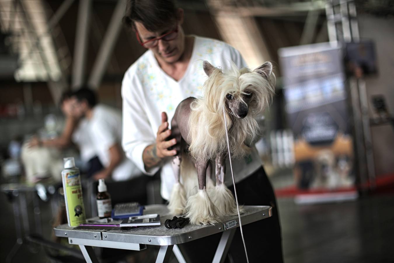 Turín celebra su exposición canina internacional