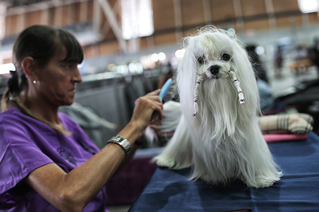 Turín celebra su exposición canina internacional