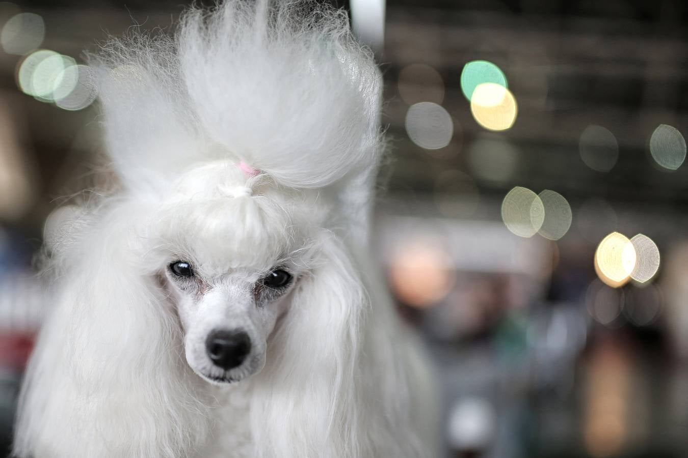 Turín celebra su exposición canina internacional