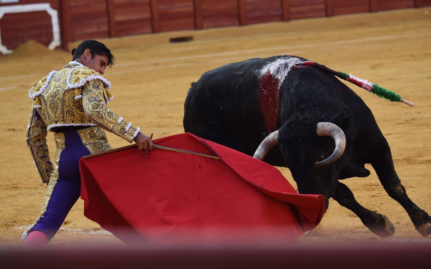 Triunfal regreso de los toros a Estepona