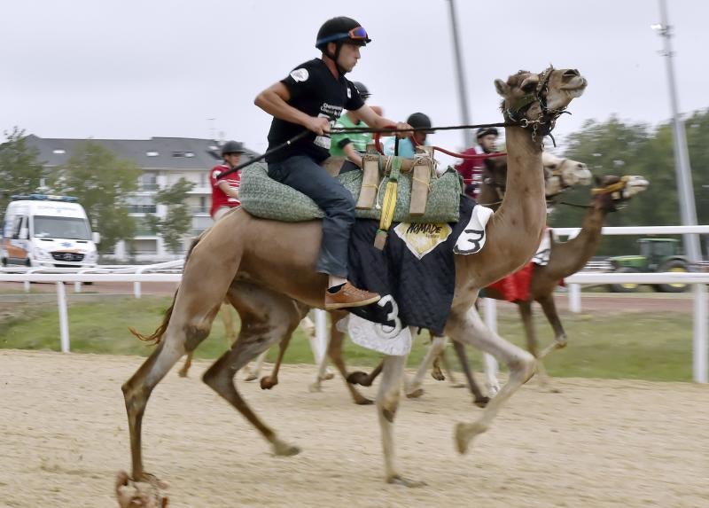 Espectaculares carreras de camellos