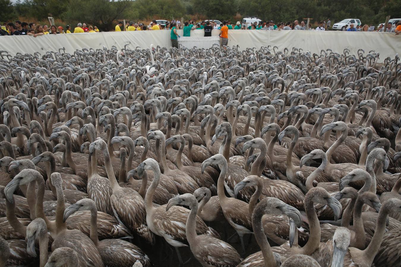 Anillamiento de pollos de flamenco en la laguna de Fuente de Piedra