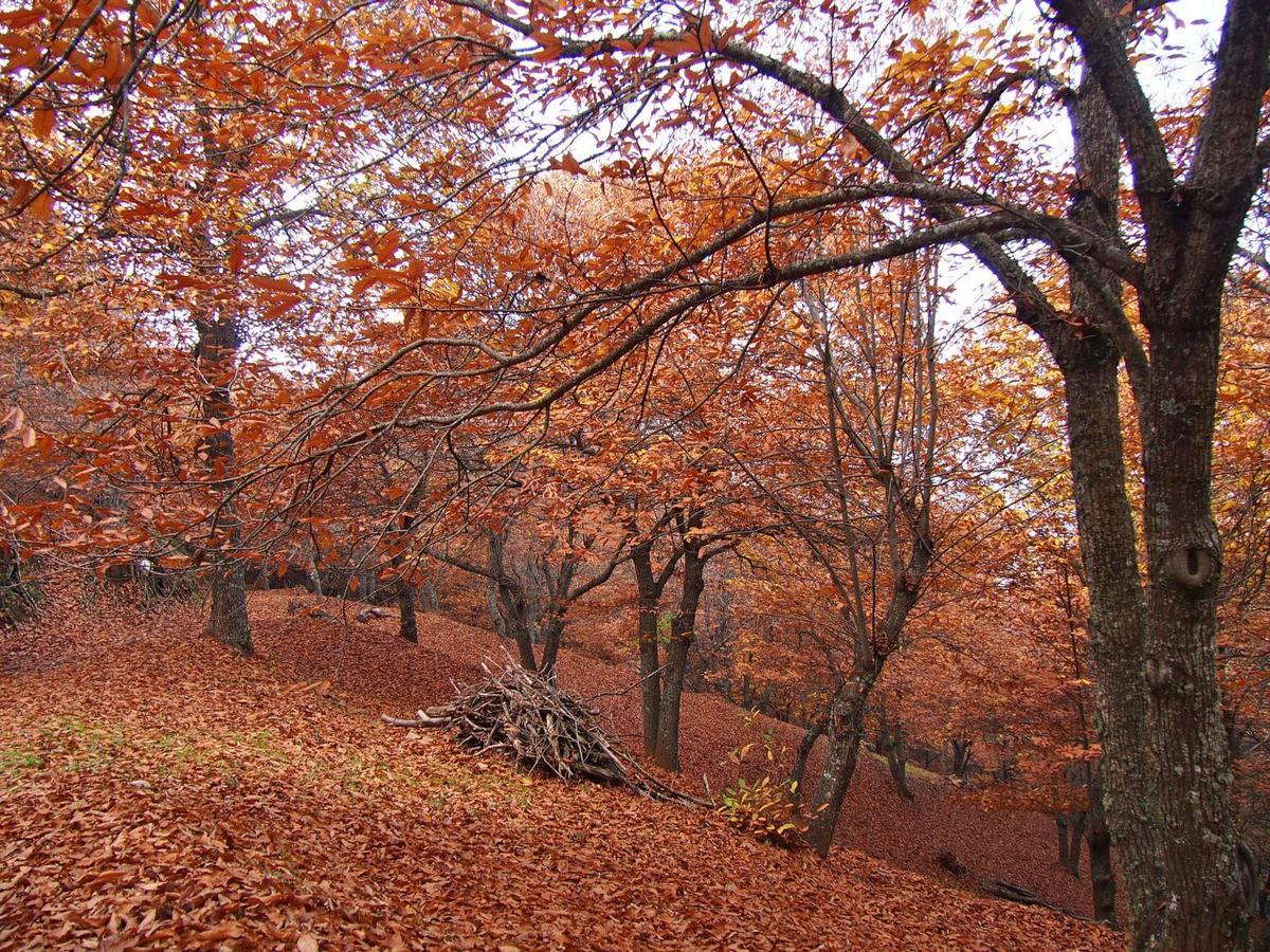 El también llamado 'Bosque de cobre'