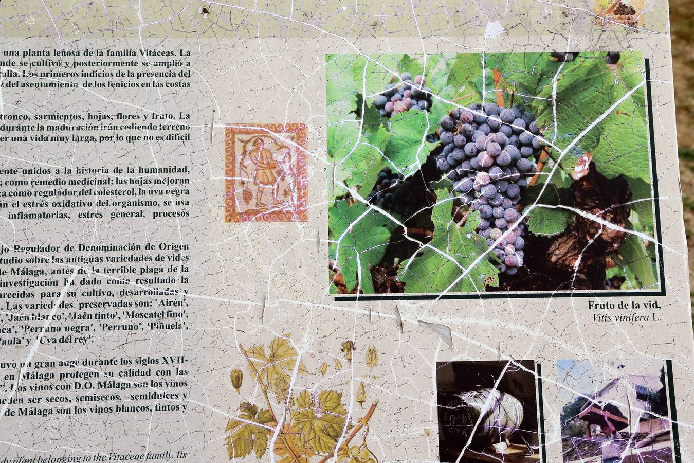 Imágenes del estado que presenta La Concepción