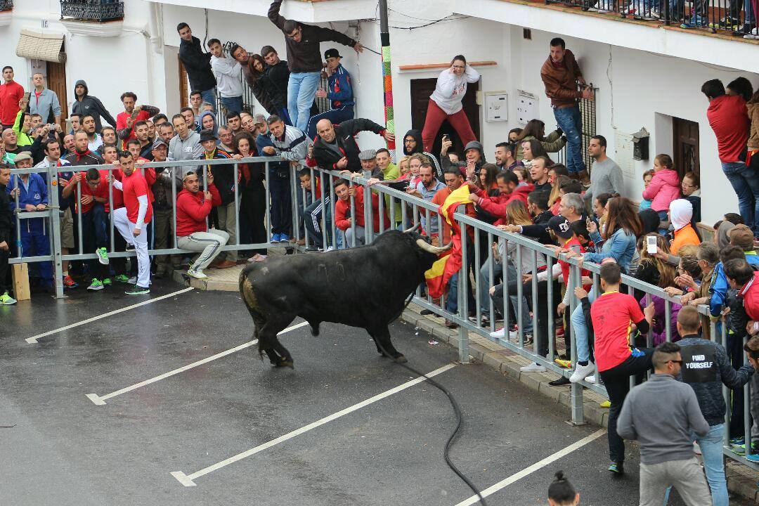 El Toro de cuerda de gaucín, en imágenes