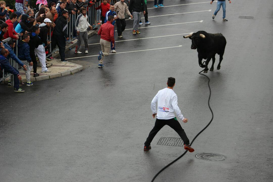 El Toro de cuerda de gaucín, en imágenes