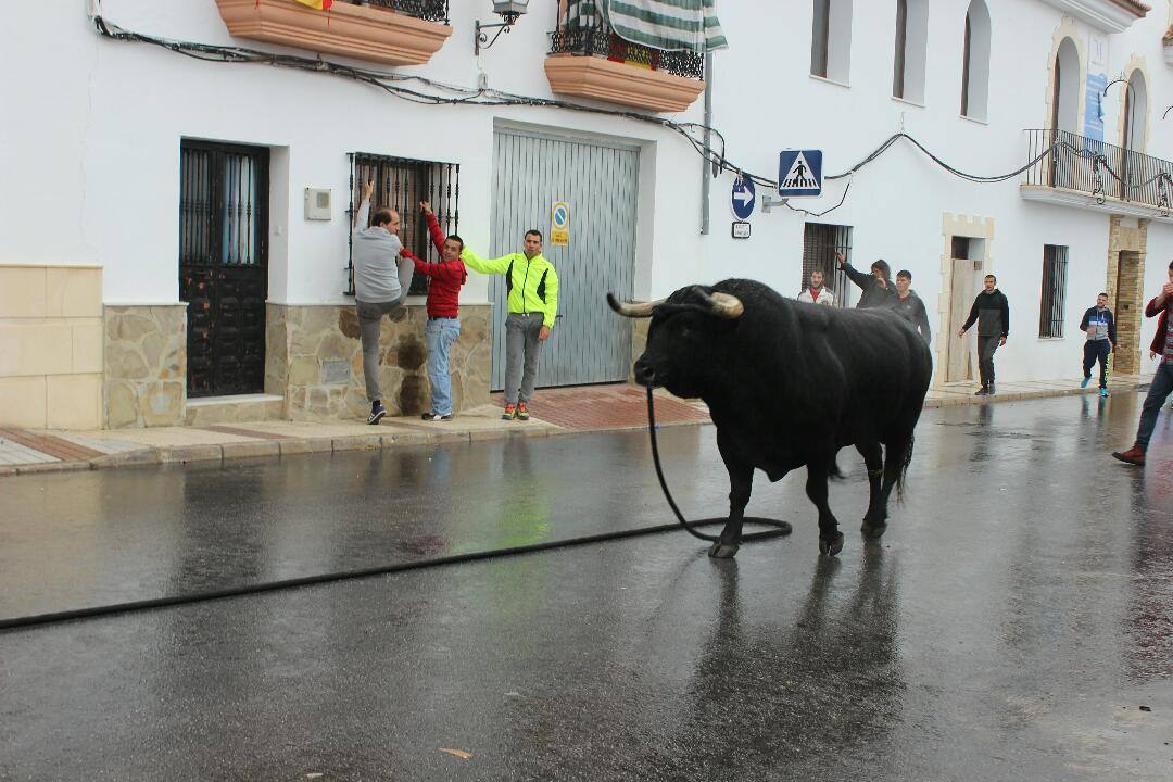 El Toro de cuerda de gaucín, en imágenes