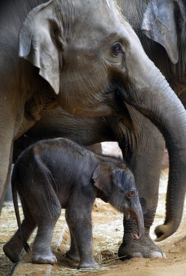 Un nuevo residente en el zoo de Praga